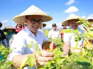 Pakai Manajemen Tanam, Petani Cabai Banyuwangi Untung Besar