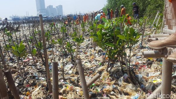 Foto: Deretan Mangrove Ditanam di Atas Tumpukan Sampah