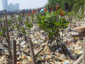 Foto: Deretan Mangrove Ditanam di Atas Tumpukan Sampah Foto: Deretan Mangrove Ditanam di Atas Tumpukan Sampah