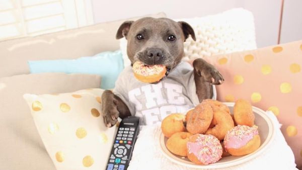 Lucunya! Aksi The Blueboys, Dua Anjing  yang Suka Ngemil Kue dan Popcorn