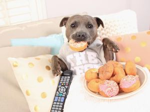 Lucunya! Aksi The Blueboys, Dua Anjing  yang Suka Ngemil Kue dan Popcorn