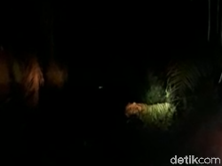 Pergerakan Harimau Bonita Setelah Dikepung