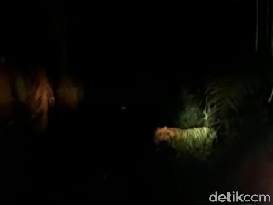 Lacak Lokasi Harimau Bonita, Tim Umpankan Kambing Lacak Lokasi Harimau Bonita, Tim Umpankan Kambing