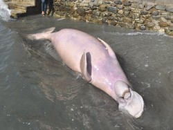 Viral Duyung Berkepala Mirip Kerbau di Lombok Tengah NTB