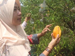 Sensasi Memetik Belimbing Madu Langsung dari Pohonnya di Sidoarjo