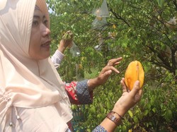 Sensasi Memetik Belimbing Madu Langsung dari Pohonnya di Sidoarjo