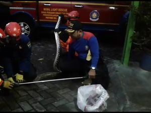 Dari Mana Ular Sanca yang Acak-acak Warung Padang Bisa Masuk? Dari Mana Ular Sanca yang Acak-acak Warung Padang Bisa Masuk?