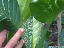 Sudah 3 Kg Ulat Bulu yang Teror Warga Surabaya Dilumpuhkan