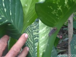 Sudah 3 Kg Ulat Bulu yang Teror Warga Surabaya Dilumpuhkan Sudah 3 Kg Ulat Bulu yang Teror Warga Surabaya Dilumpuhkan