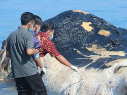 Paus Sperma 15 Meter Terdampar di Pantai Buleleng Bali