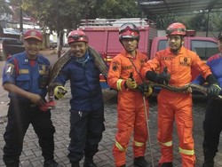 Ular-ular Bermunculan di DKI, Dinas LHK: Dampak Naturalisasi Sungai