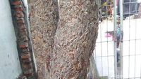 Rupa Ulat Bulu yang Teror Warga Surabaya, dari Pohon Masuk Kamar