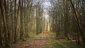 Kisah Horor Hutan yang Menjerit