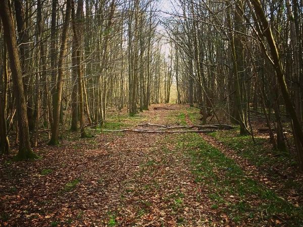 Kisah Horor Hutan yang Menjerit