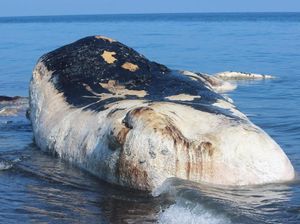 Paus-paus Terdampar di Perairan Nusantara: Dari Bali sampai Aceh