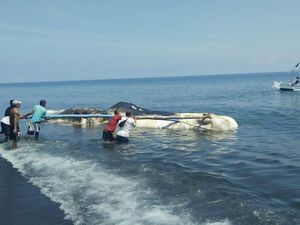 Bangkai Paus Sperma yang Terdampar di Buleleng Ditarik ke Laut Bangkai Paus Sperma yang Terdampar di Buleleng Ditarik ke Laut