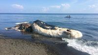 Foto: Ini Paus Sperma 15 Meter yang Mati Terdampar di Buleleng Bali