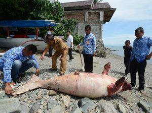 Foto: 2 Kali Duyung Mati Terdampar di Sulteng