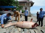 Foto: 2 Kali Duyung Mati Terdampar di Sulteng Foto: 2 Kali Duyung Mati Terdampar di Sulteng