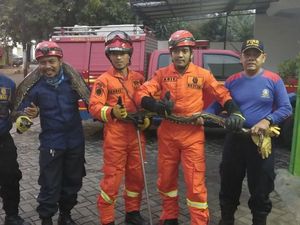 Ular Sanca 4 Meter di RM Padang Meliuk-liuk dan Pecahkan Piring Ular Sanca 4 Meter di RM Padang Meliuk-liuk dan Pecahkan Piring