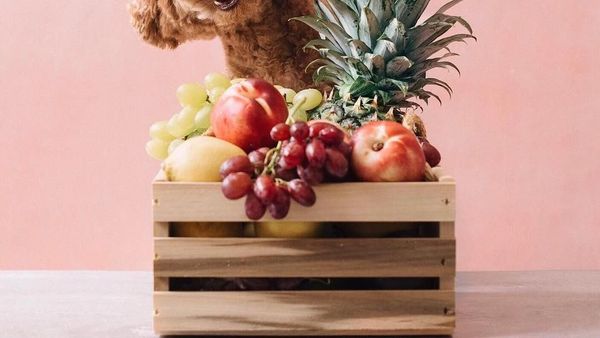 Gemas! Ini Ekspresi Imut Cookie, Poodle yang Suka Pasta dan Buah