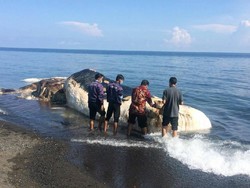 Paus Sperma yang Terdampar di Pantai Buleleng Bali Berbobot 10 Ton