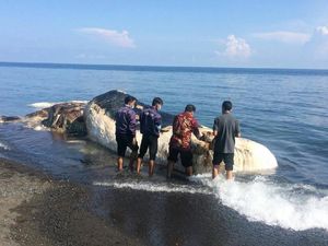 Paus Sperma yang Terdampar di Pantai Buleleng Bali Berbobot 10 Ton Paus Sperma yang Terdampar di Pantai Buleleng Bali Berbobot 10 Ton