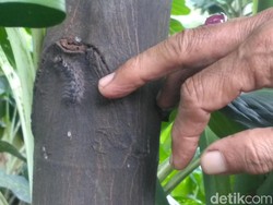 Hii... Ribuan Ulat Bulu Serang Permukiman, Warga Gatal-gatal