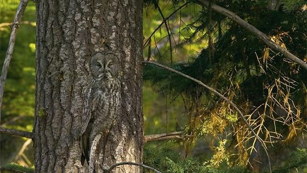 Penyamaran Luar Biasa Para Hewan Sampai Nyaris Tak Terlihat