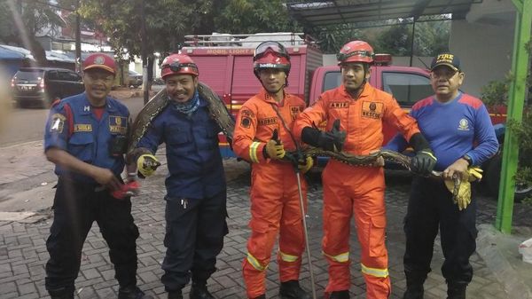 Detik-detik Ular Sanca 4 Meter Ditangkap di RM Padang