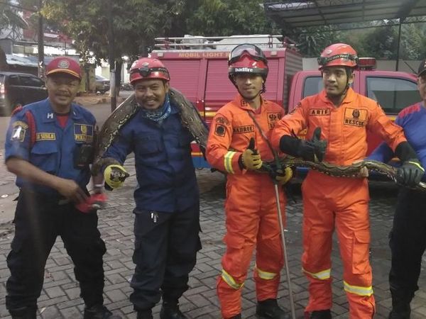 Detik-detik Ular Sanca 4 Meter Ditangkap di RM Padang