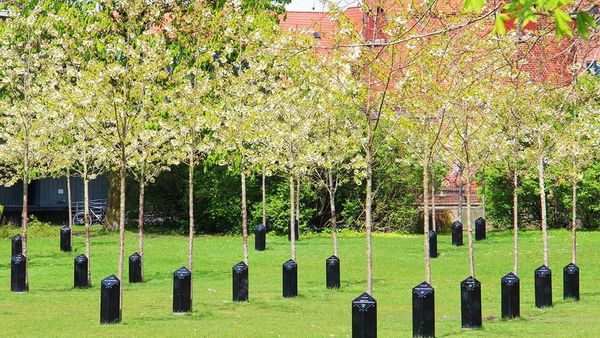 Foto: Pohon yang Bisa Bernyanyi