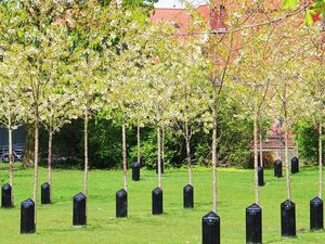 Foto: Pohon yang Bisa Bernyanyi