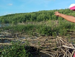 Hutan Mangrove Dibabat, Warga Sulsel Bikin Petisi