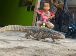 Biawak Brigadir Fian yang Gaul, Diajak Makan di Kafe dan Berenang