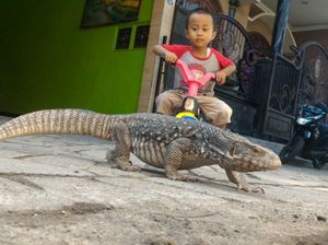 Biawak Brigadir Fian yang Gaul, Diajak Makan di Kafe dan Berenang Biawak Brigadir Fian yang Gaul, Diajak Makan di Kafe dan Berenang