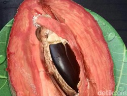 Sawo Raksasa Ini Punya Bobot 2,7 Kg, Begini Isi Dagingnya