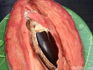 Sawo Raksasa Ini Punya Bobot 2,7 Kg, Begini Isi Dagingnya Sawo Raksasa Ini Punya Bobot 2,7 Kg, Begini Isi Dagingnya