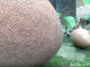 Di Ponorogo Ada Sawo Segede Kepala Orok Di Ponorogo Ada Sawo Segede Kepala Orok