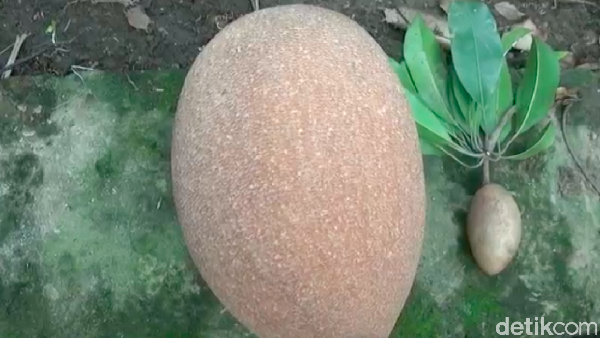 Foto: Wuih, Ada Sawo Raksasa di Ponorogo