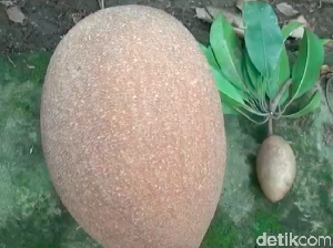 Foto: Wuih, Ada Sawo Raksasa di Ponorogo Foto: Wuih, Ada Sawo Raksasa di Ponorogo