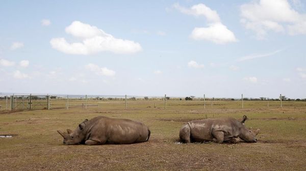 Ini 2 Ekor Badak Putih Utara yang Tersisa di Dunia