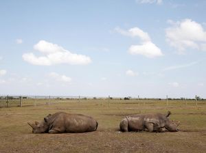 Ini 2 Ekor Badak Putih Utara yang Tersisa di Dunia