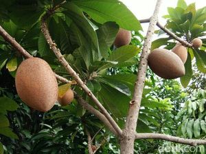 10 Manfaat Buah Sawo untuk Kesehatan, Banyak yang Belum Tahu!