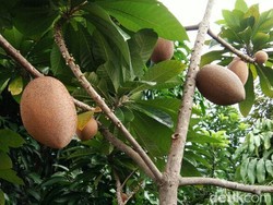 10 Manfaat Buah Sawo untuk Kesehatan, Banyak yang Belum Tahu!