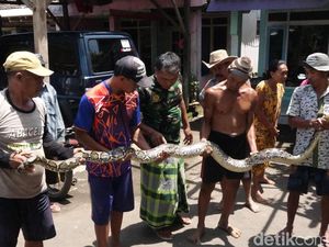 Sanca 5 Meter Gegerkan Penambang Pasir di Kali Paser Probolinggo