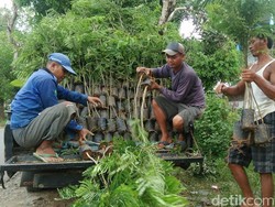 Melihat Sentra Bibit Berbagai Tanaman di Purworejo