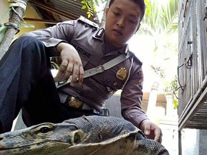 Hobi Nyeleneh Brigadir Arifian, Pelihara Biawak Hobi Nyeleneh Brigadir Arifian, Pelihara Biawak