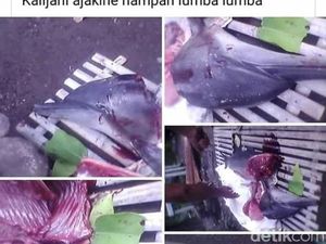 Pelaku Sembelih Bangkai Lumba-lumba untuk Obat