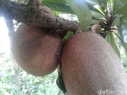 Mengenal Sawo Raksasa di Ponorogo, Dari Mana Sih Asalnya?